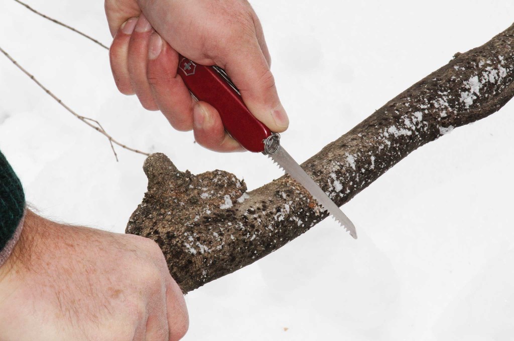 The author uses a Victorinox Hiker to saw downed saplings to make a travois.