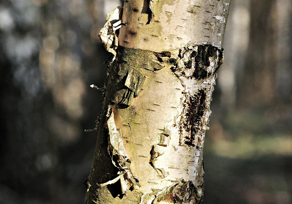 Video Tapping Birch Trees for Drinkable Sap RECOIL OFFGRID