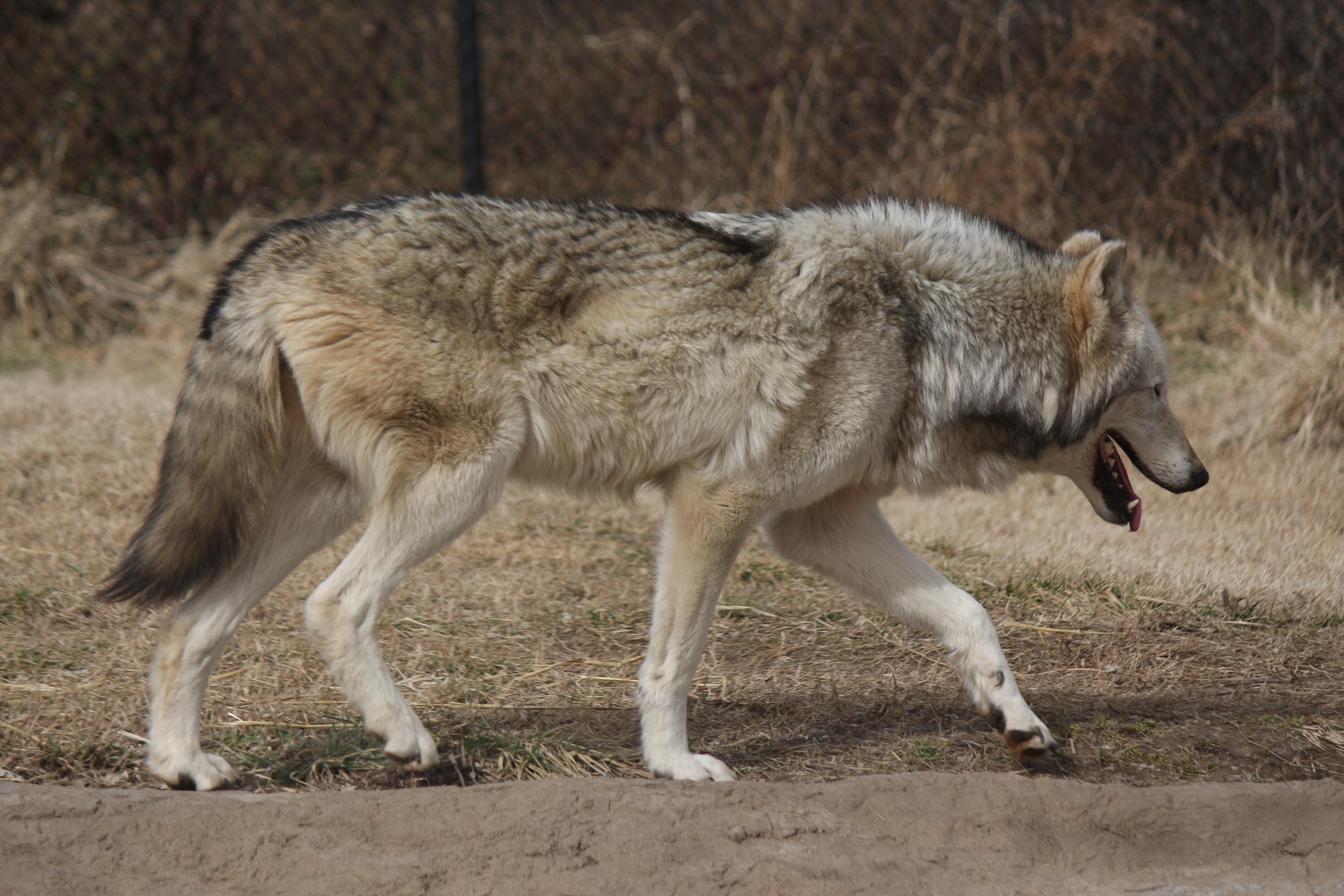 Geographic Location: Wolves tend to occupy the midwest and northwest United...
