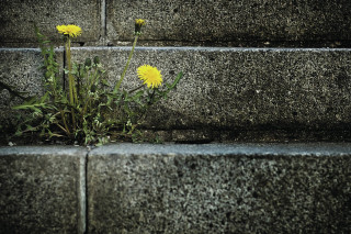 Urban Foraging: Food is Everywhere