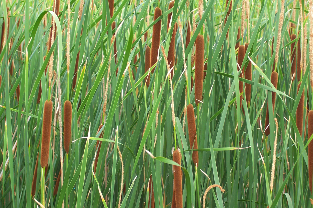 Edible Plant Cattails RECOIL OFFGRID