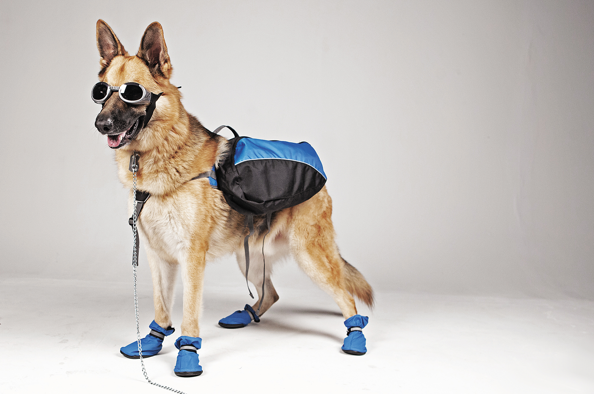 Wrapping up: Your guide to deciding on a dog coat for your four-legged  friend « Euro Weekly News