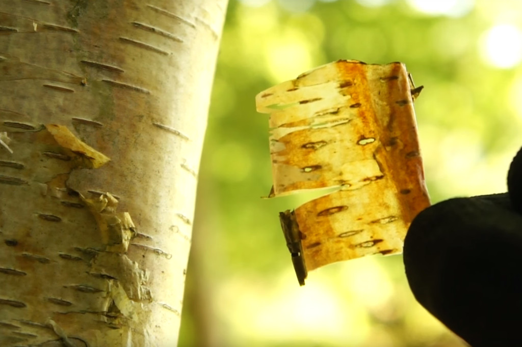 10 Natural Fire Tinders 3