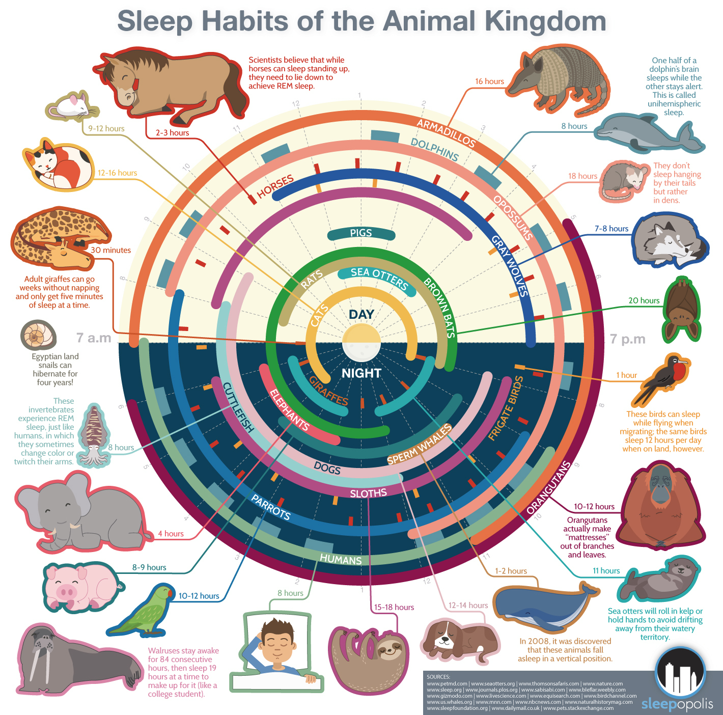 Infographic Animal Sleep Patterns & Nocturnal Activity RECOIL OFFGRID
