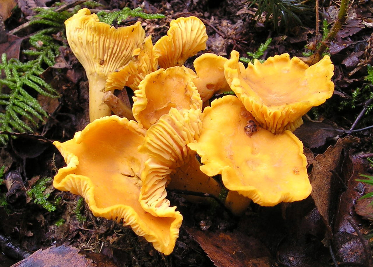 Quiz: Identifying Poisonous Mushrooms | RECOIL OFFGRID