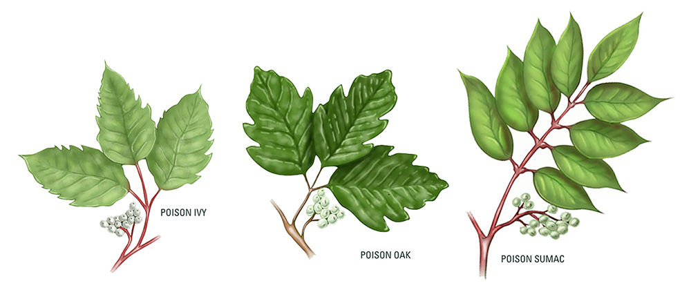 Identifying Poison Ivy Sumac And Oak