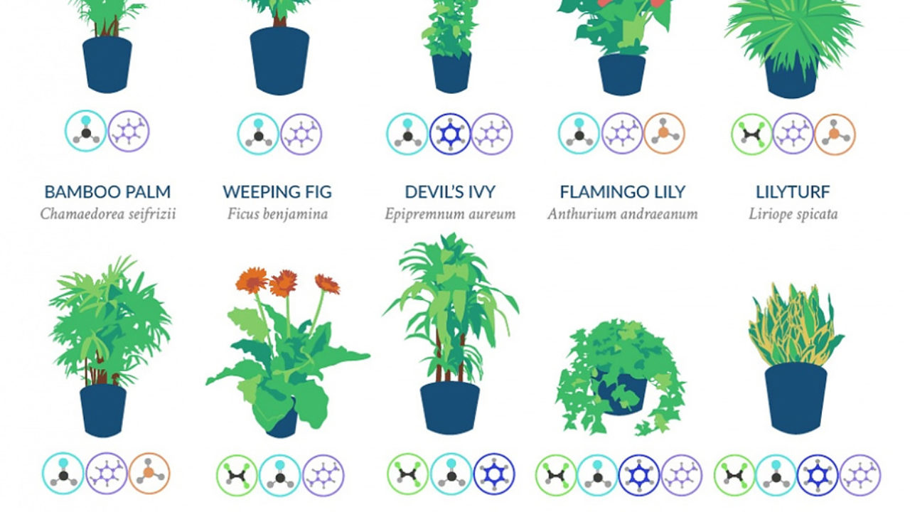 Pour Psychological Testimony Air Purifying Plants Nasa List Concert 