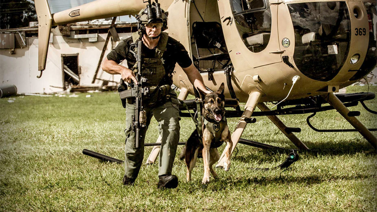 modern icon dog collar