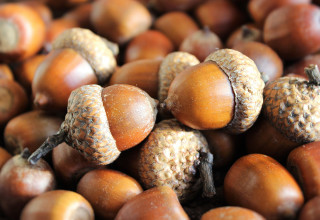 Acorns: An Often-Overlooked Survival Food