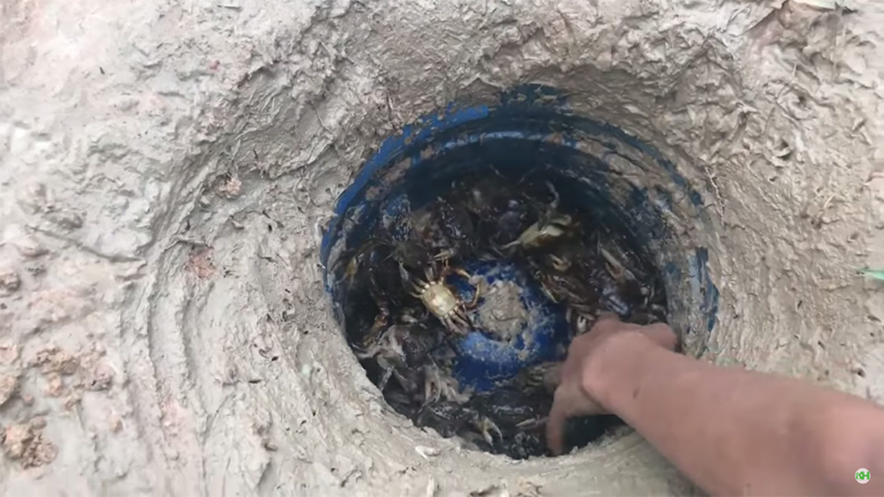 Video: Dugout Crab Trap