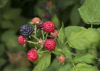 Infographic: Poisonous vs. Edible Berries