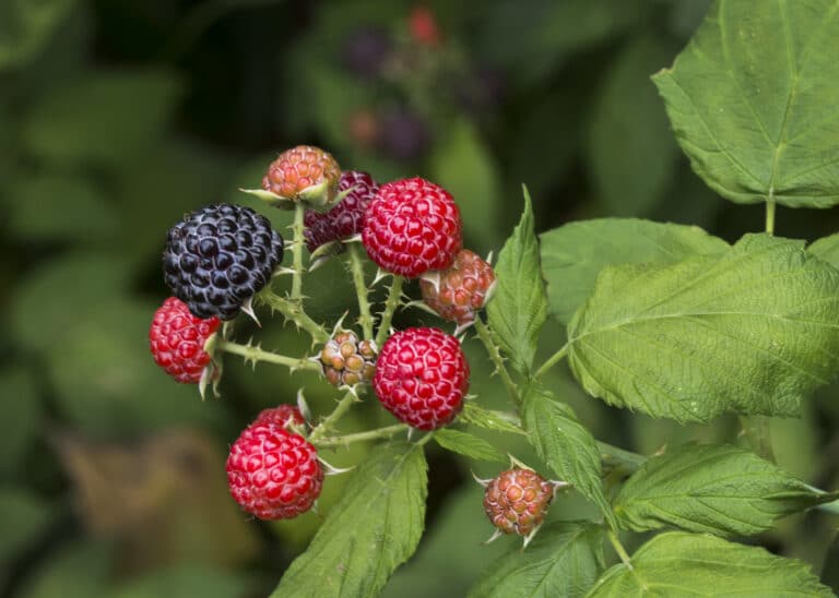 Photo of wild edible berries growing on a green leafy stalk.