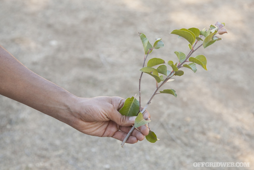 3MR survival training event 2017 fire water food tools 26