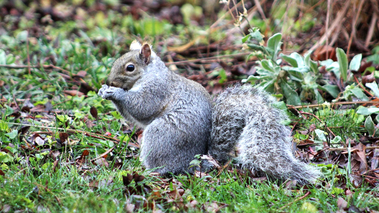 DIY survival Snares for Trapping Small animals