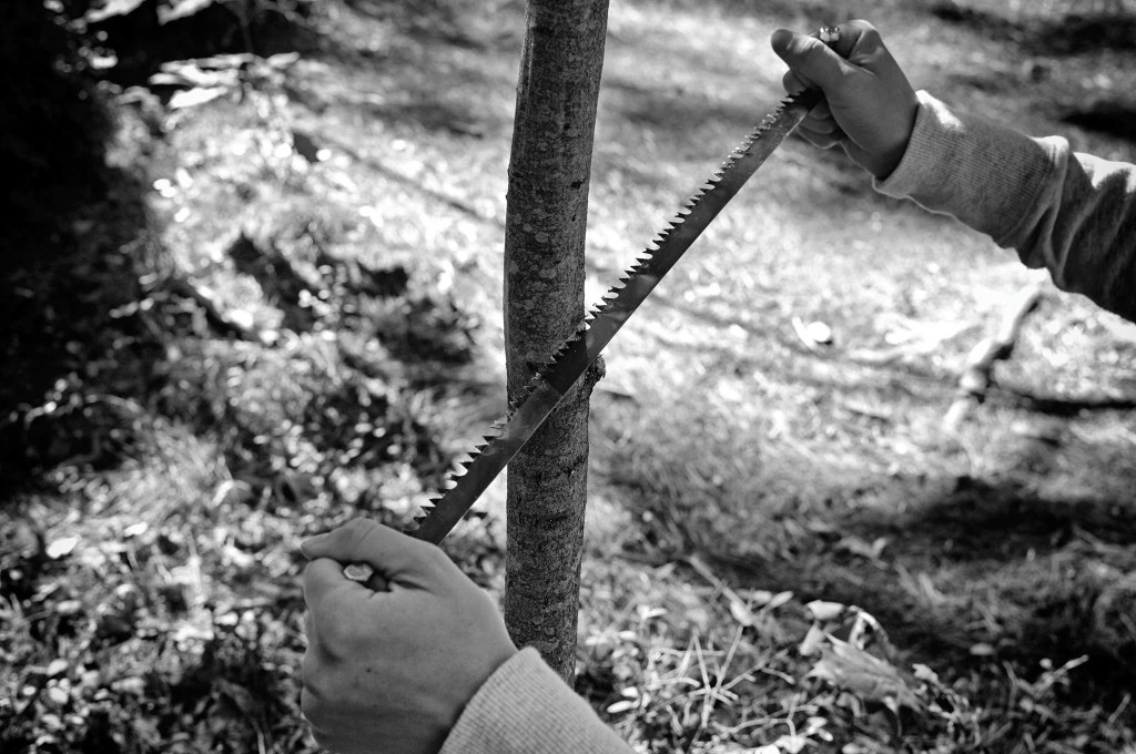 DIY-improvised-bucksaw-wood-procurement