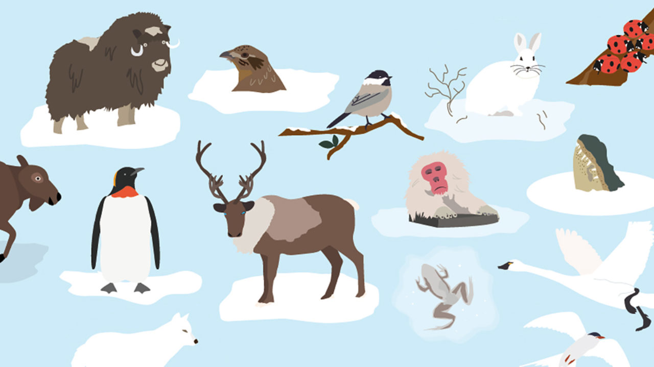 Infographic: How Animals Survive the Winter | RECOIL OFFGRID Infographic: How Animals Survive the Winter | RECOIL OFFGRID