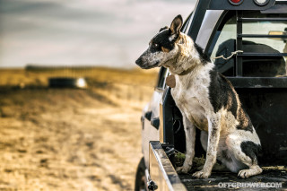 prep-your-pup-readying-your-dog-for-survival