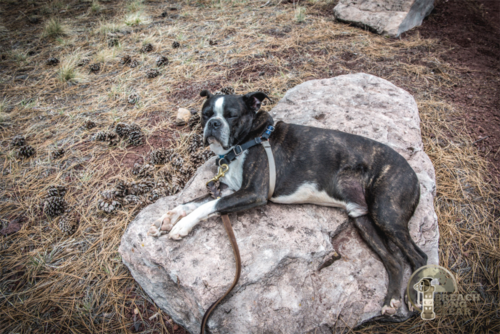Overland West Expo 2018 offroad bugout vehicle truck car van survival adventure 3