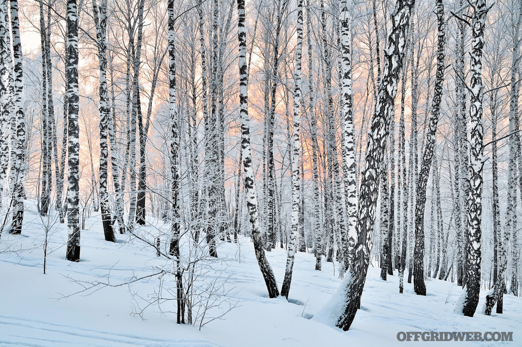 Winter Sunset in birch forest