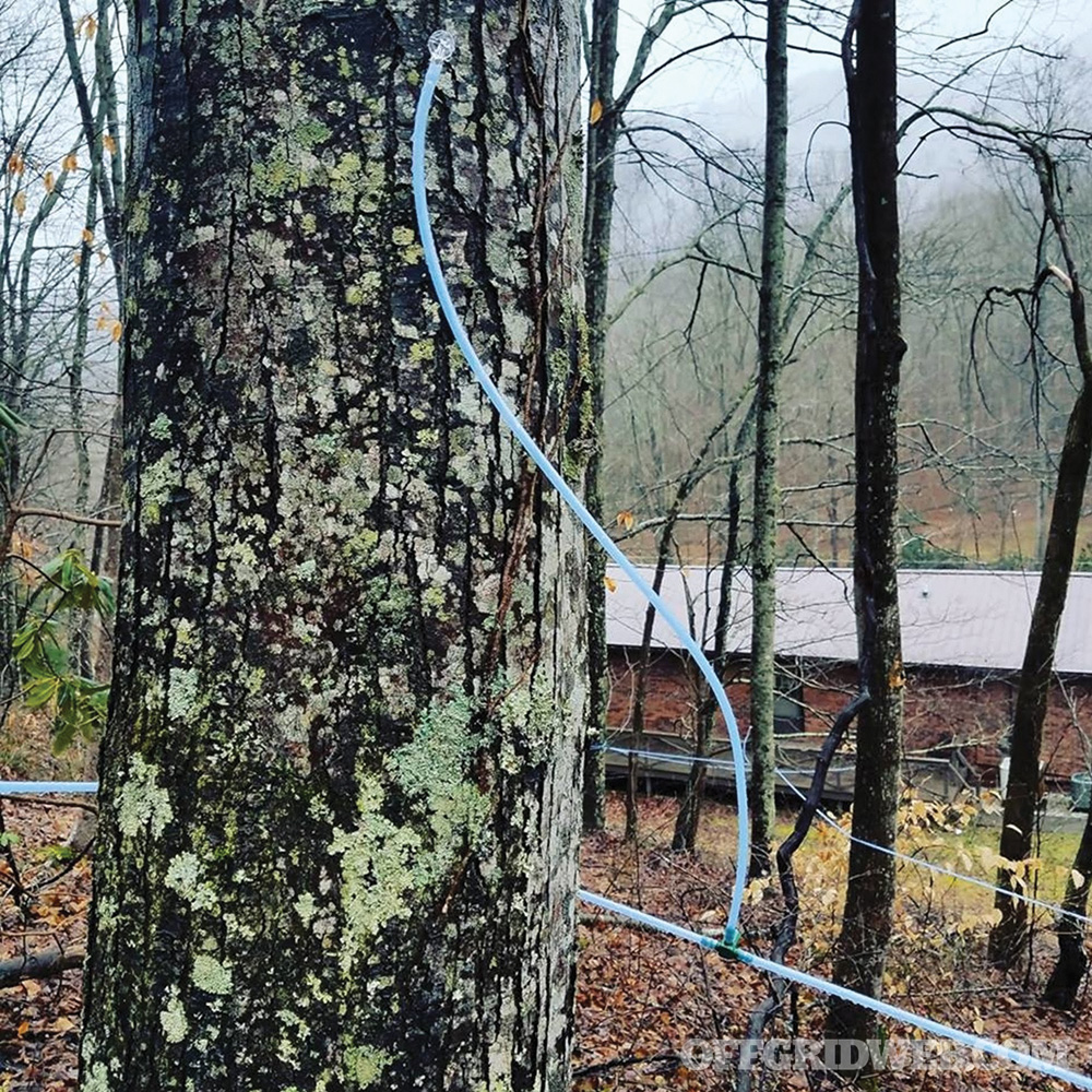 Syrup maple trees tapping sap survival preparedness winter food 2