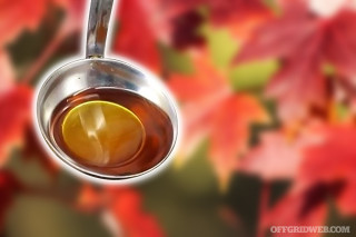 How to Make Syrup from Maples & Other Trees