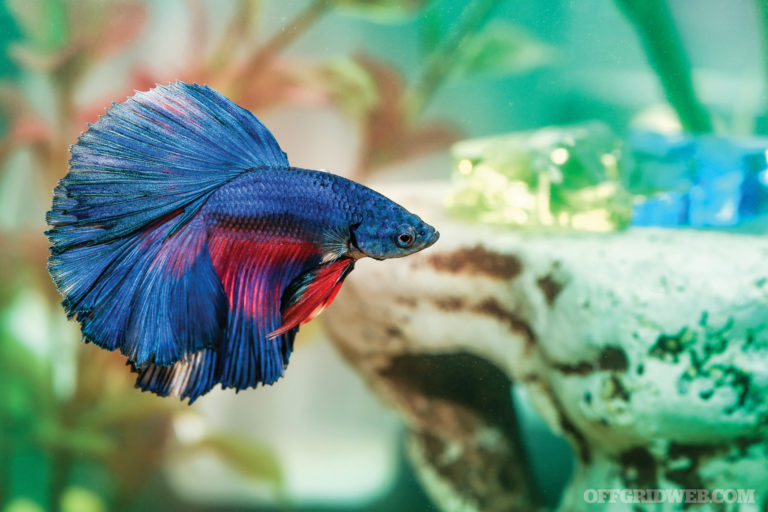 Antibiotic Alternatives: Plants, Poultices, & Pet Meds
