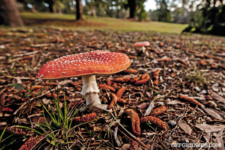 Avoiding Poisonous Plants, Animals, and Spoiled Food After SHTF