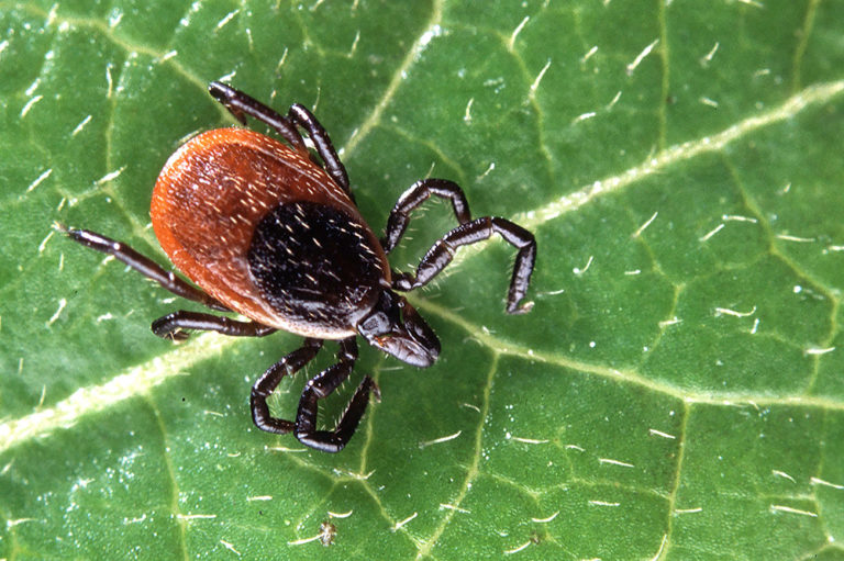 How to Avoid Ticks and the Diseases They Carry