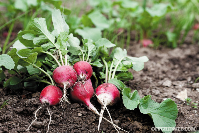 Grid-Down Gardening: Become a Sustainable Survivalist