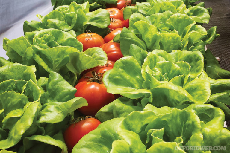 The Basics of Hydroponics
