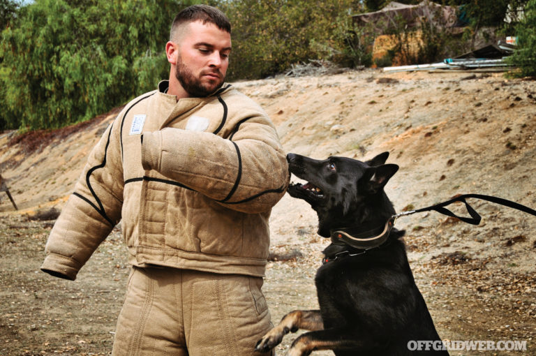 Dogs for Defense: Considerations for Getting a Protection Dog