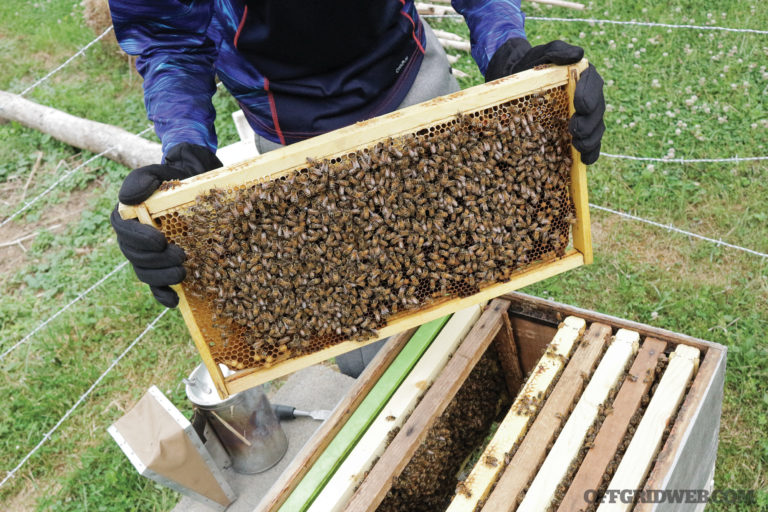 What’s the Buzz About? – An Intro to Beekeeping for Self-Sufficiency