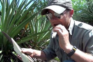 Video: Yucca Stalks as a Survival Water Source