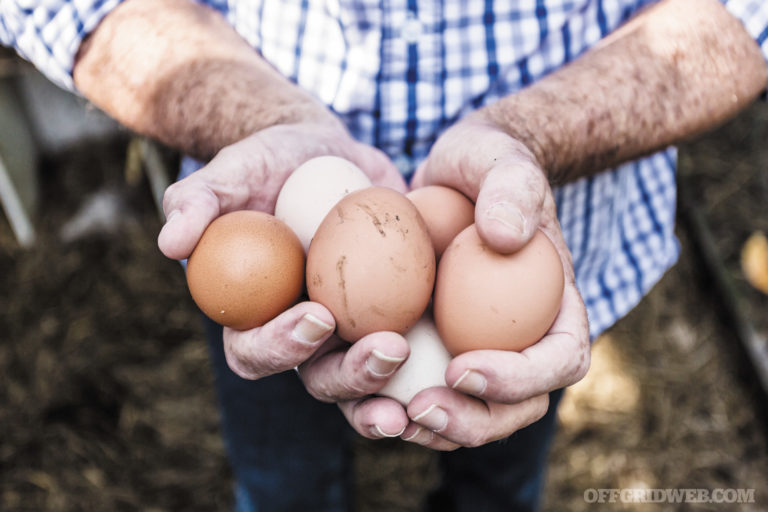 Pick Up Chicks: A Guide to Raising Egg-Laying Chickens