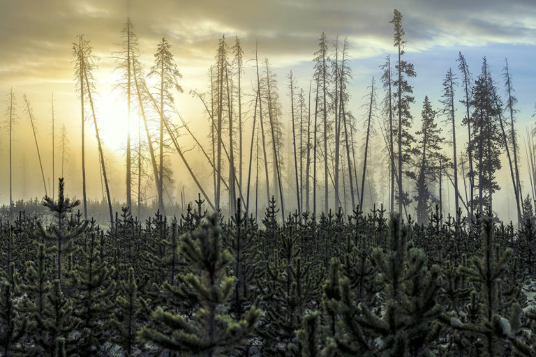 The 6th Amendment and the Yellowstone Zone of Death