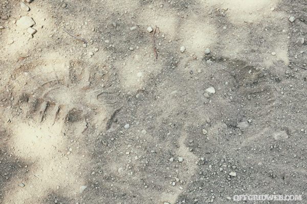 Footprint Analysis 101: Getting a Foot Message | RECOIL OFFGRID