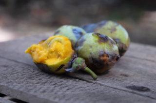 Video: Pawpaw, The Fruit that Saved Lewis and Clark