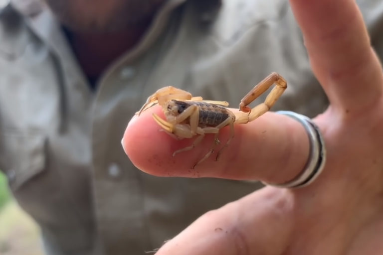 Trapping Snakes & Desert Critters in West Texas