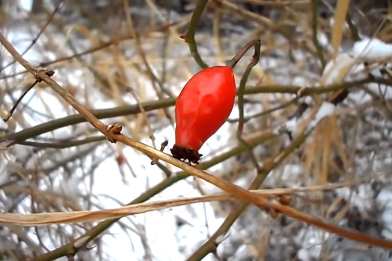 Rose Hip Tea: A Nutritious Backwoods Beverage
