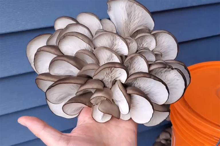 Growing Mushrooms in a 5-Gallon Bucket