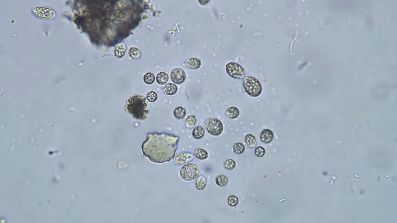 Water Under Microscope