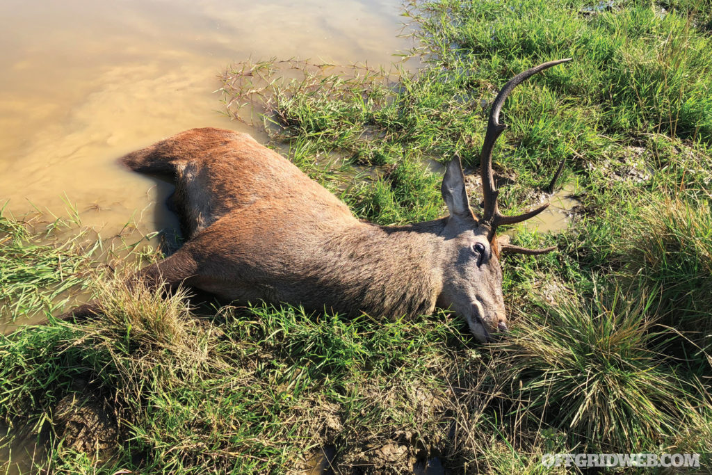 Creature Discomforts: Avoiding Zoonotic Diseases