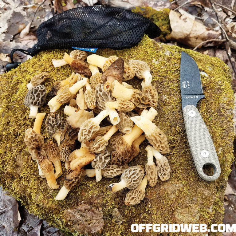 Foraging for Wild Edibles