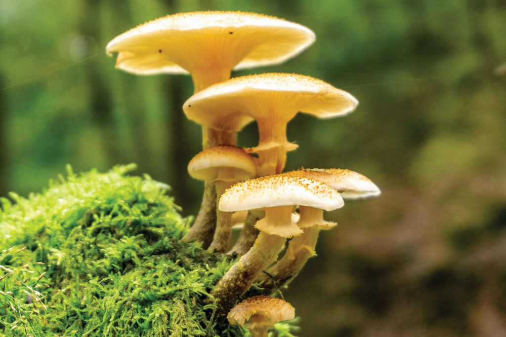 The Do’s and Don’ts of Wild Mushroom Foraging