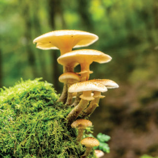 The Do's and Don'ts of Wild Mushroom Foraging