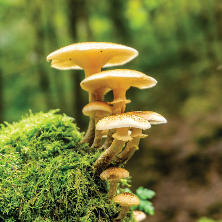 The Do’s and Don’ts of Wild Mushroom Foraging