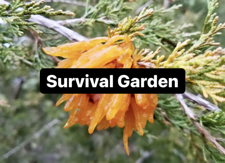 Growing a Survival Garden