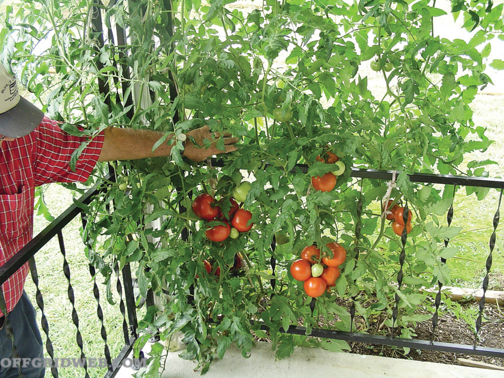 Survival Garden Layout tomatoes
