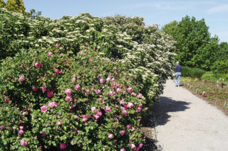 survival garden layout cover