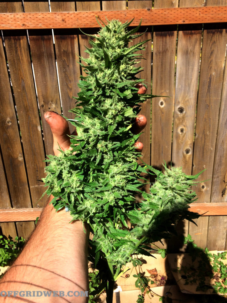 how to grow weed